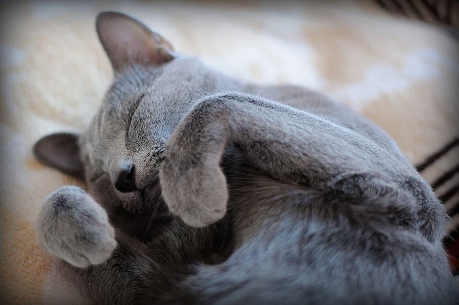 photo of gray short-haired cat, grey, pets, animals, kitten HD wallpaper