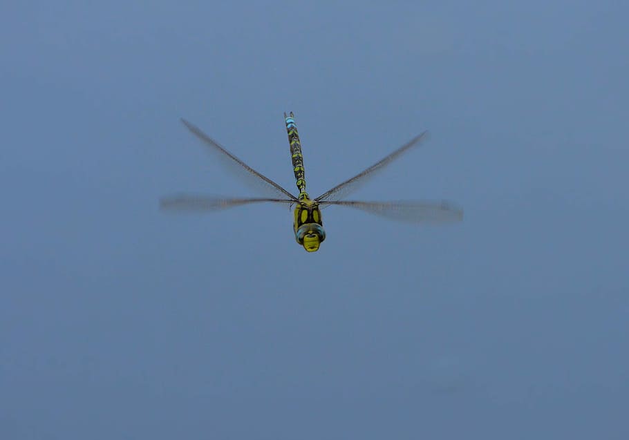 dragonfly, summer, nature, sky, flying, blue, air vehicle, mid-air HD wallpaper
