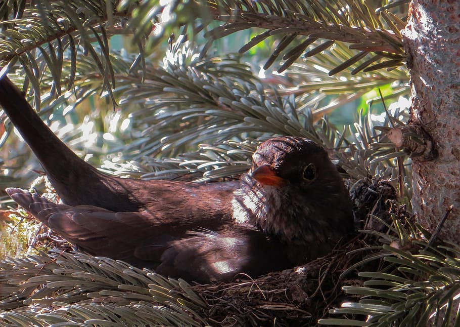 selective photo of brown fieldfare bird on nest, blackbird, breed, HD wallpaper