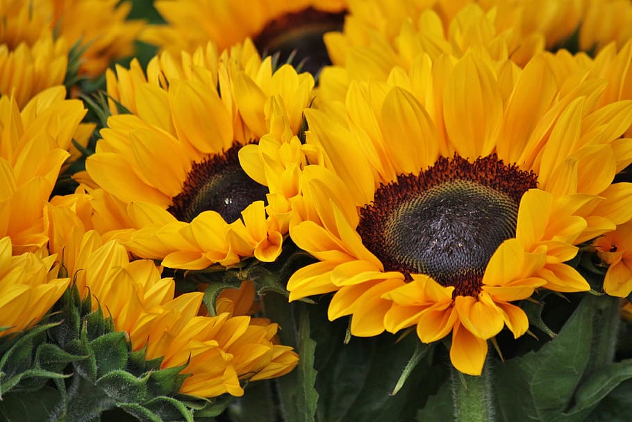HD wallpaper: sunflower, flowers, blossom, bloom, yellow, plant, summer ...