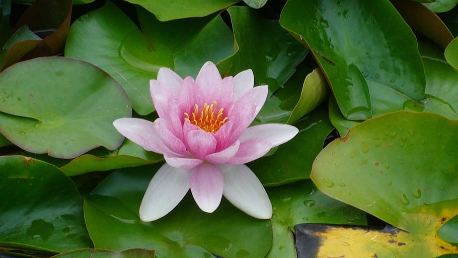 flower, lotus, green, flowering plant, water lily, freshness HD wallpaper