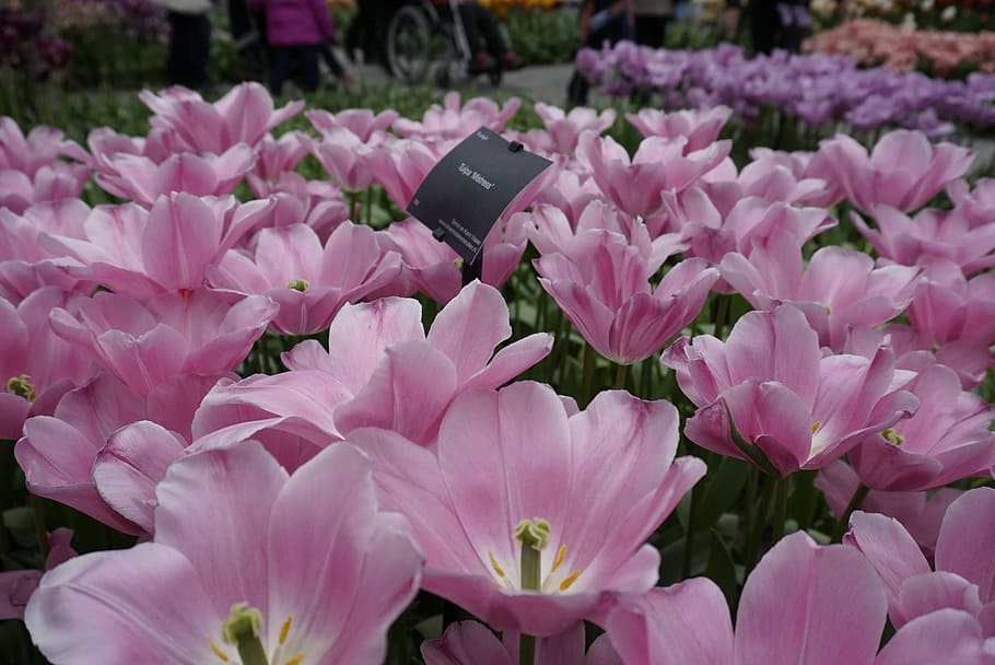 Tulip, Flower, Pink, Spring, Flora, plant, colorful, orange HD wallpaper