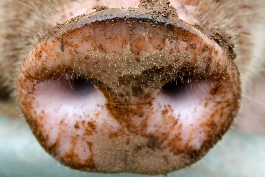 Snout, Pig, Sniff, close-up, human eye, human body part, iris - eye HD wallpaper