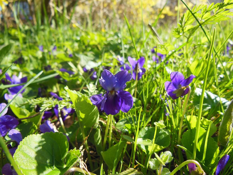 spring, violets, sunny weather, background, grass, light, close-up HD wallpaper