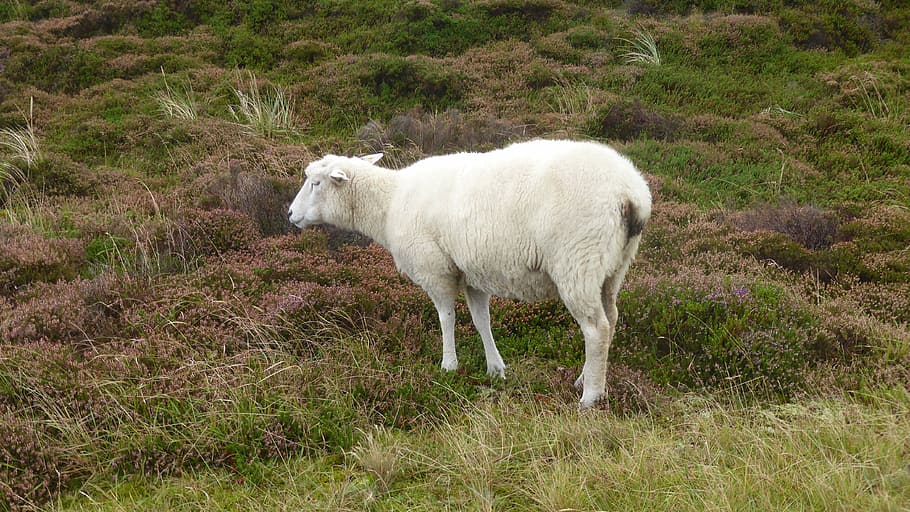 sheep, dunes, animal, mammal, animal themes, livestock, plant HD wallpaper