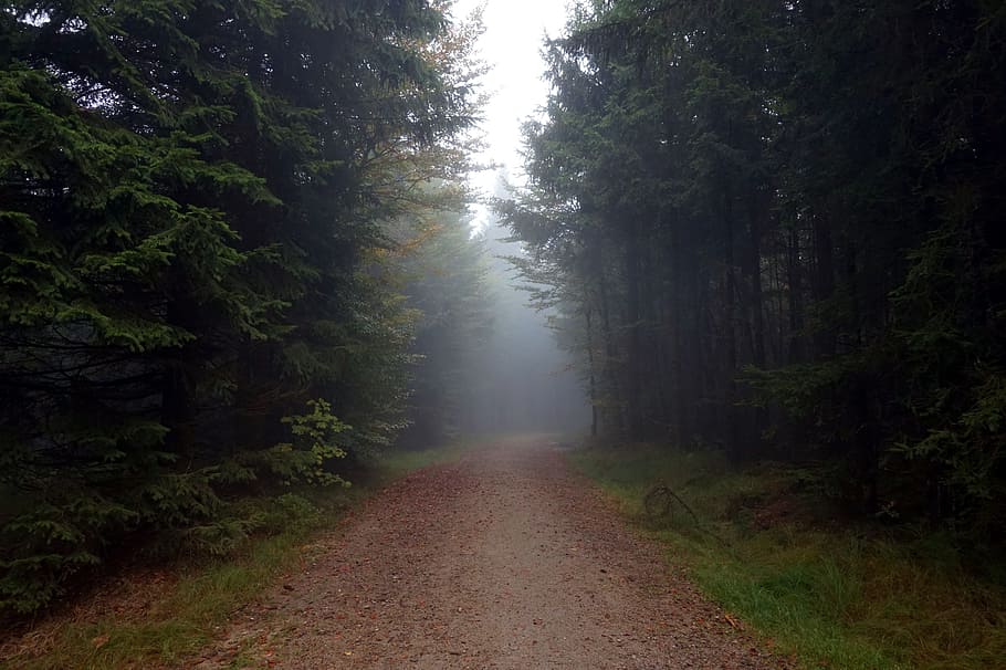 photography of empty pathway, away, fog, forest, trees, needle HD wallpaper