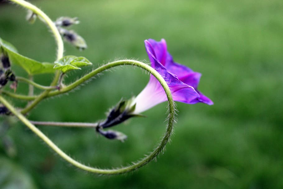 bindweed, creeper, purple flower, blooming, the delicacy, plant HD wallpaper