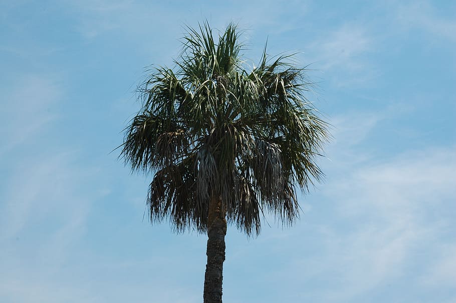 palm tree, blue sky, tropical, tropical climate, plant, low angle view HD wallpaper