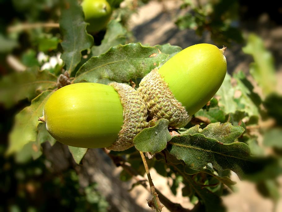 acorns, oak, tree, summer, green, green color, fruit, food, HD wallpaper