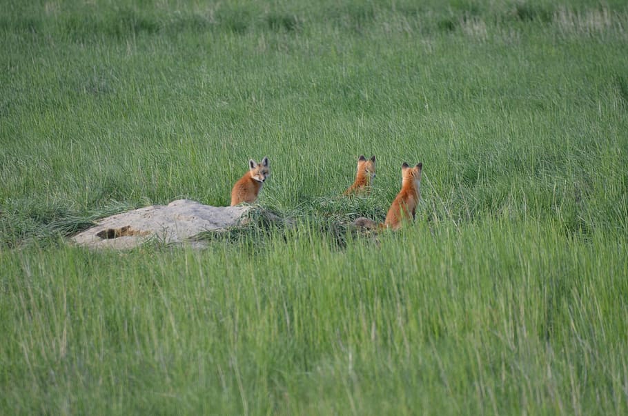 nature, animals, fox, foxes, grass, red, wildlife, den, animal themes HD wallpaper