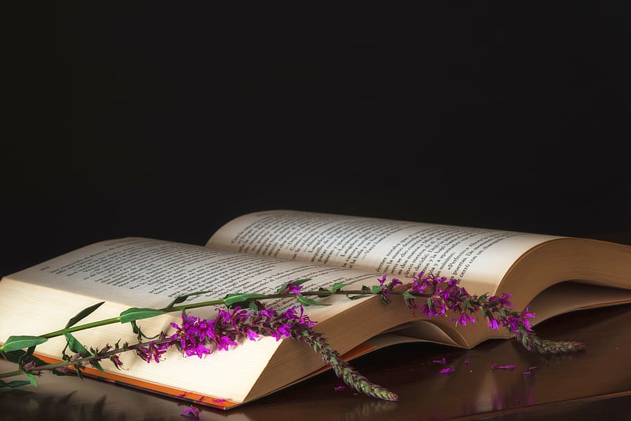 purple flowers on book, bodegones, reading, color, still life HD wallpaper