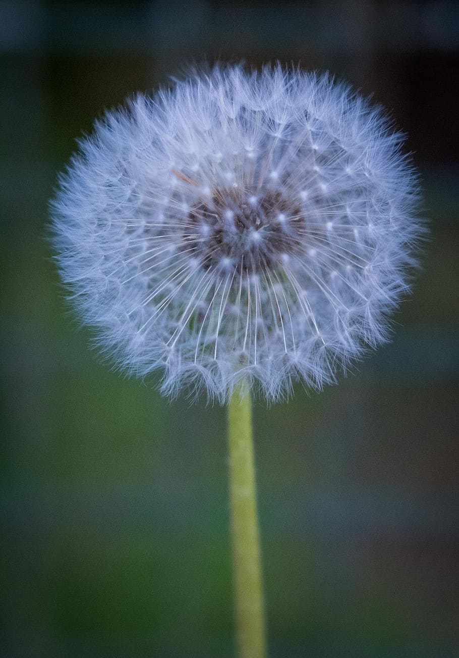 dandelion, spring, bloom, seeds, white, green, flowers, close HD wallpaper