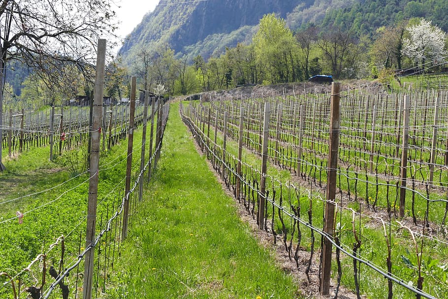 vines, section, spring, south tyrol, nature, rural Scene, agriculture HD wallpaper