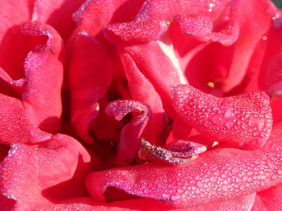 Macro, Petals, Drops, rose, red, flower, full frame, rose - flower HD wallpaper