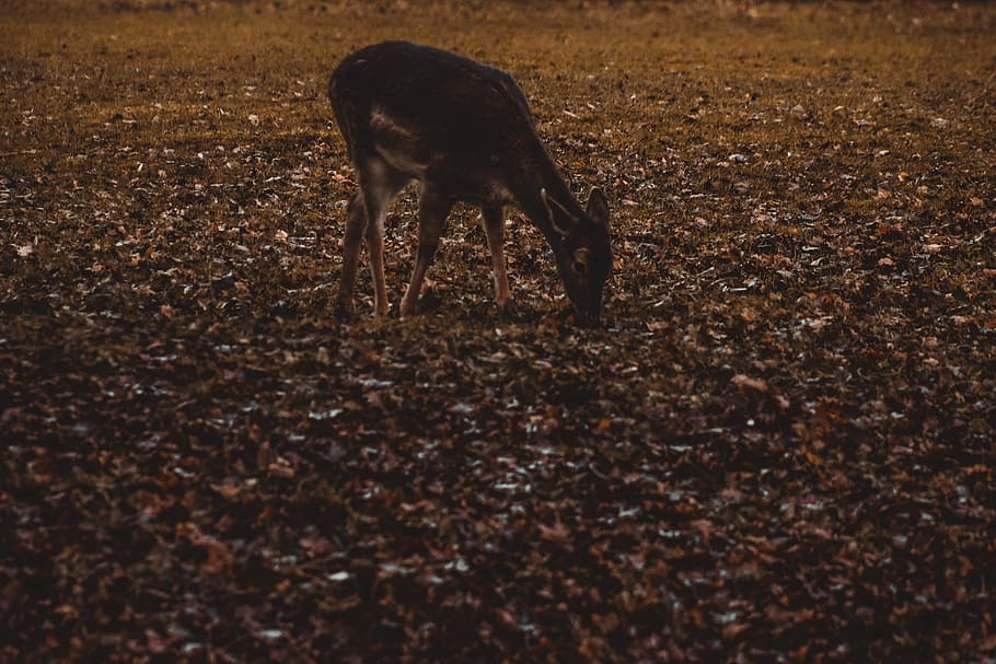 black deer on brown dried leaves, brown deer, animal, leaf, animal themes HD wallpaper