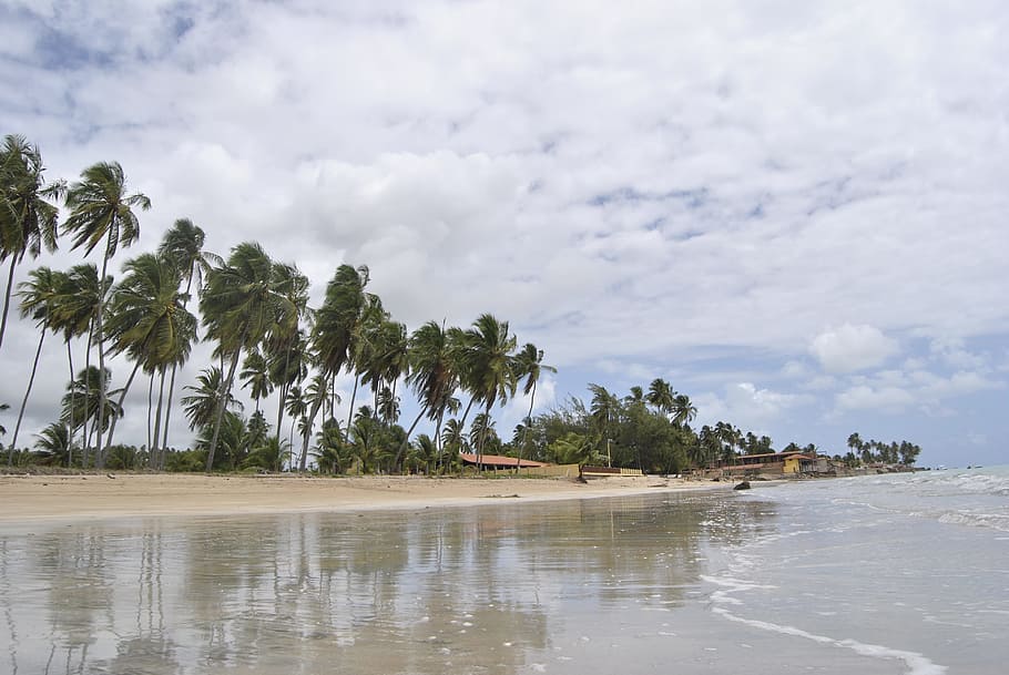 coconut tree, beach, palm, summer, tropical, sea, island, nature HD wallpaper