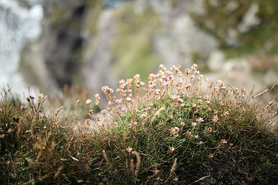 close up photography of white petaled flowers near green grass HD wallpaper