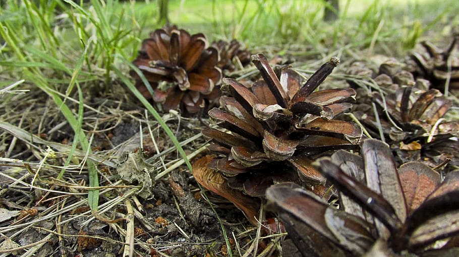 pine cone, nature, tree, coniferous, cones, field, land, plant HD wallpaper