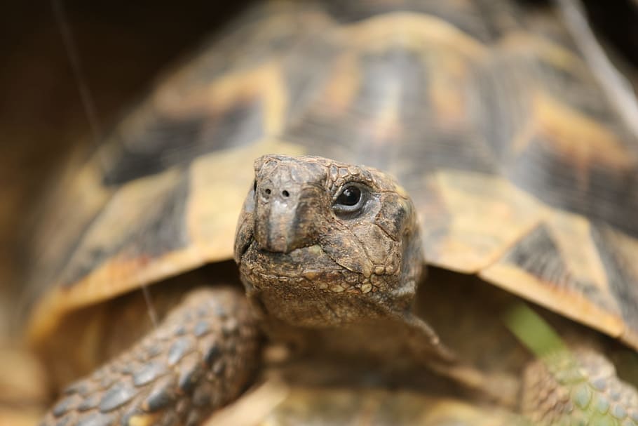 turtle, panzer, pattern, reptile, animal, tortoise shell, old HD wallpaper