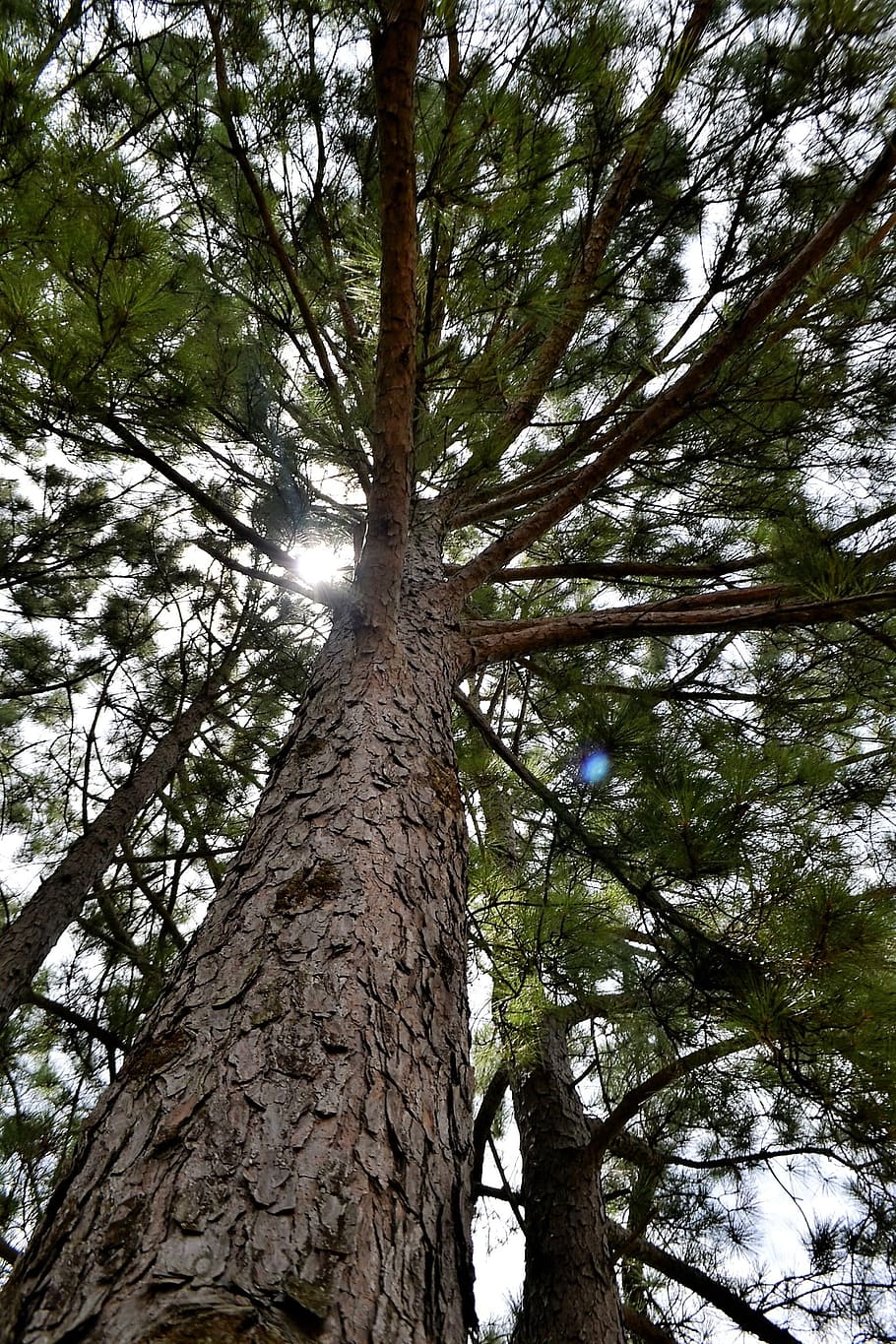 forest pine tree, park, tall tree, wood, leaves, nature, evergreen, HD wallpaper