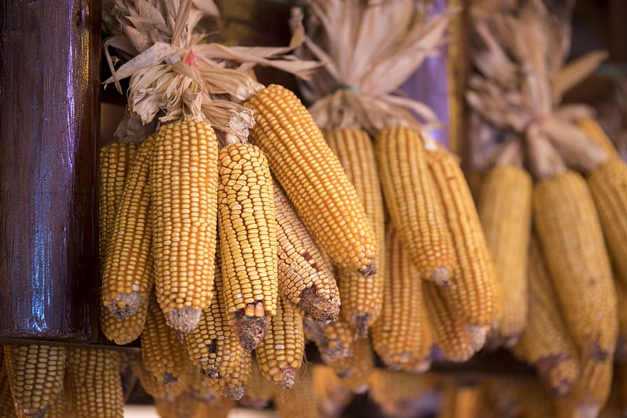 Corn, Food, Dried, Crop, Harvest, food and drink, corn on the cob HD wallpaper
