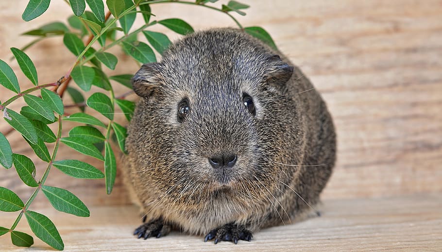 guinea pig, smooth hair, young animal, lemonagouti, black-cream-agouti, HD wallpaper