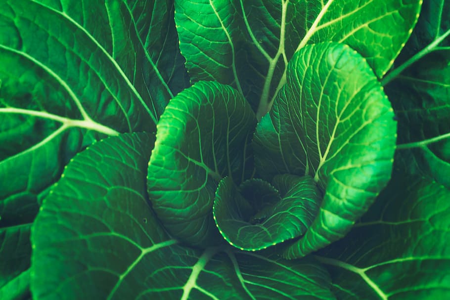 green leaf plant closeup photography, vegetable, cabbage, green color HD wallpaper
