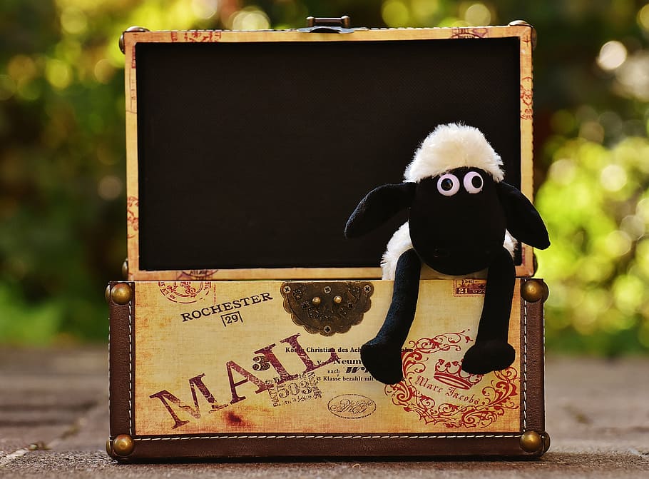 sheep, chest, box, funny, animal, soft toy, stuffed animal HD wallpaper