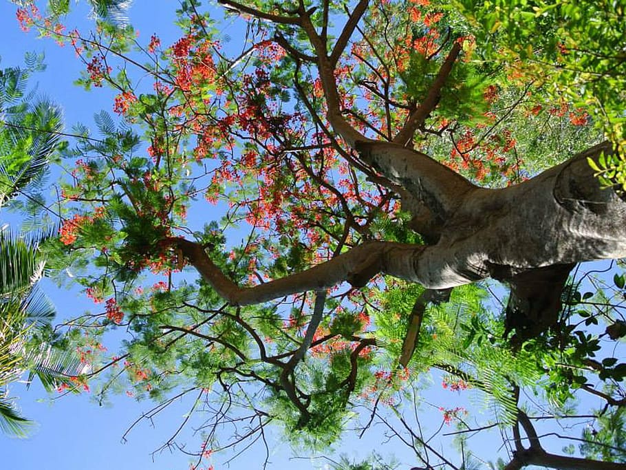 nature, season, tree, plant, low angle view, branch, animal HD wallpaper