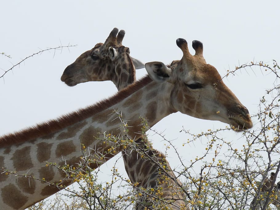 giraffes, etosha, namibia, animal, animal themes, mammal, sky HD wallpaper