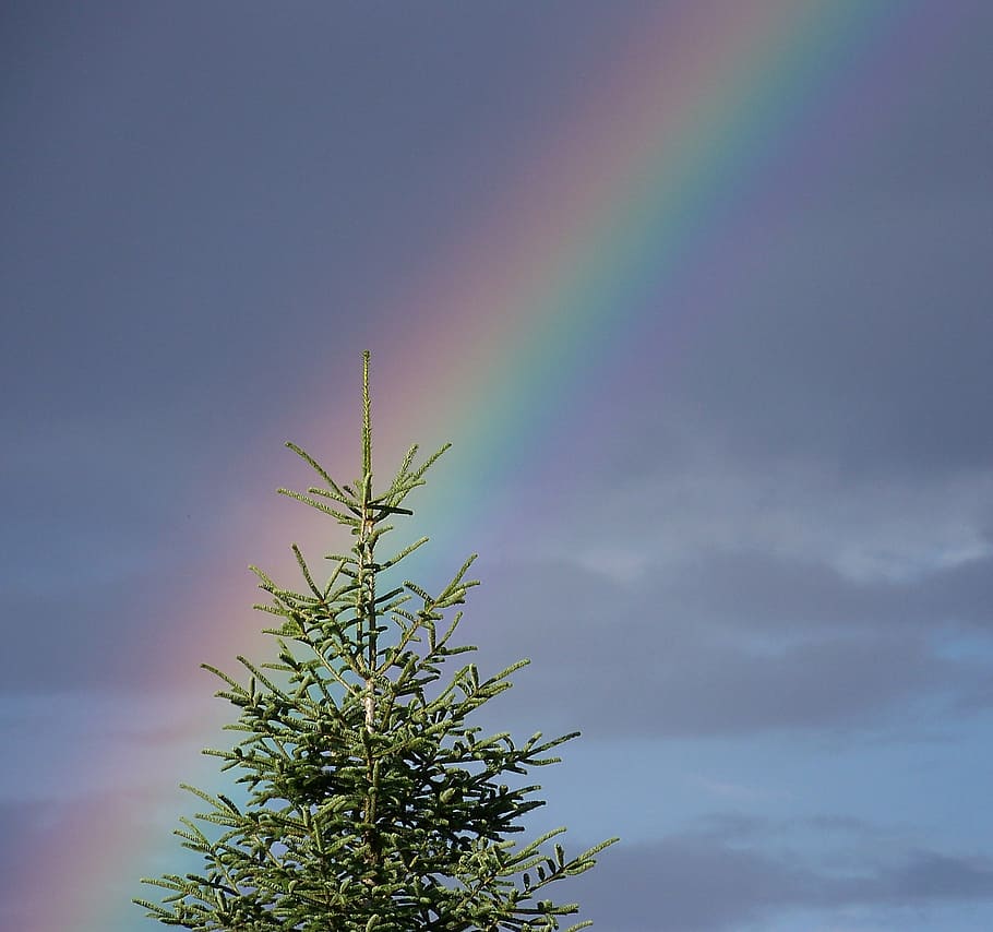 green leafed tree under cloudy sky, rainbow, nature, light HD wallpaper