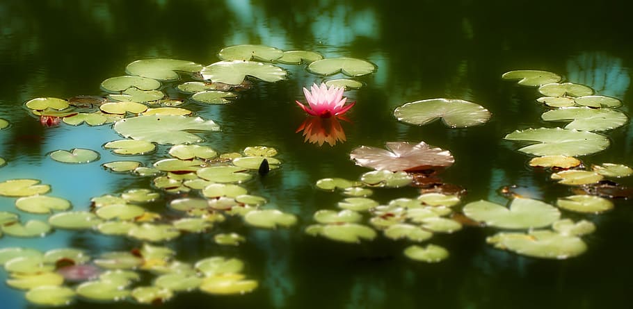 photo of water lily, pond, aquatic plant, nature, pink, white