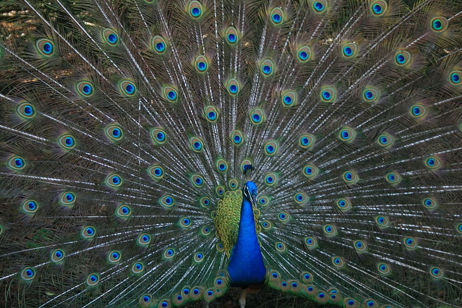 brown and blue peacock, gray, blue, and yellow peacock, feathers HD wallpaper