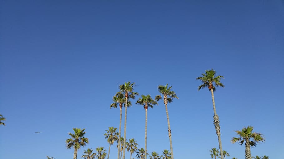 Palm Trees in Venice Beach, green palm trees under clear blue sky HD wallpaper