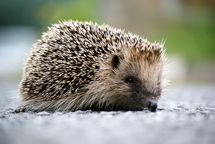 hedgehog, animal, wild, garden, animal themes, one animal, mammal HD wallpaper