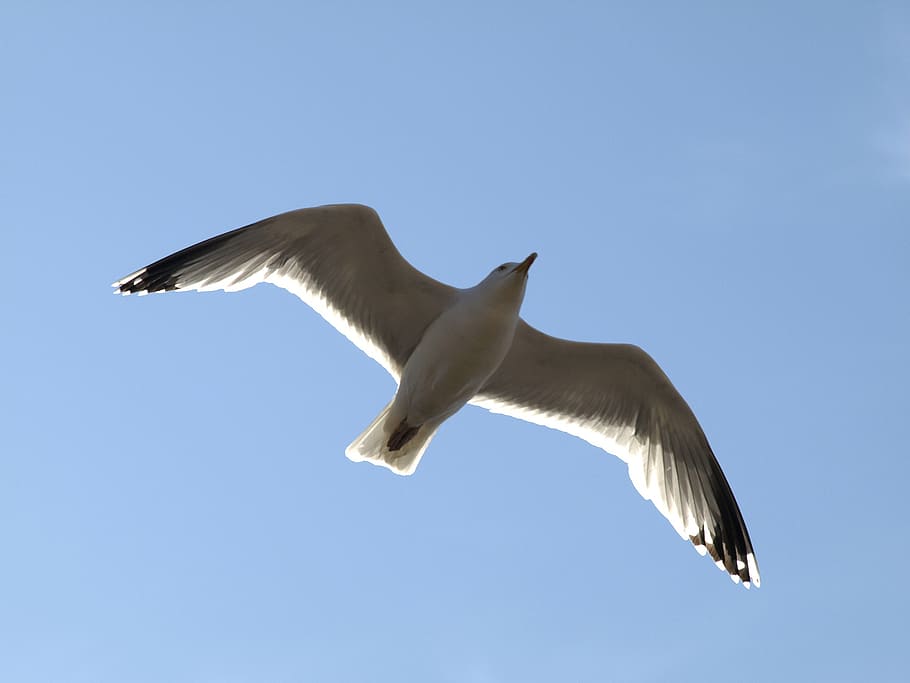 seagull, flight, sky, bird, animal, fly, water bird, in flight HD wallpaper