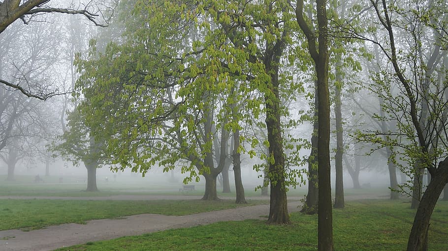 landscape, view, nature, park, plants, tree, the fog, hazy HD wallpaper