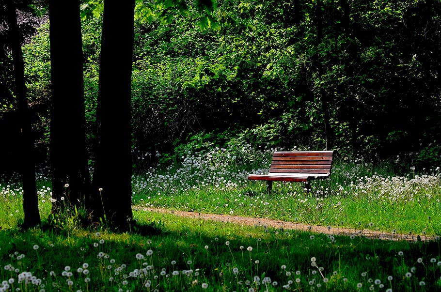 brown wooden bench in the middle of park, nature, trees, leaves HD wallpaper