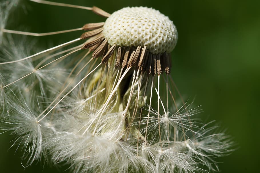 dandelion, spring, pointed flower, nature, seeds, flowers, green HD wallpaper