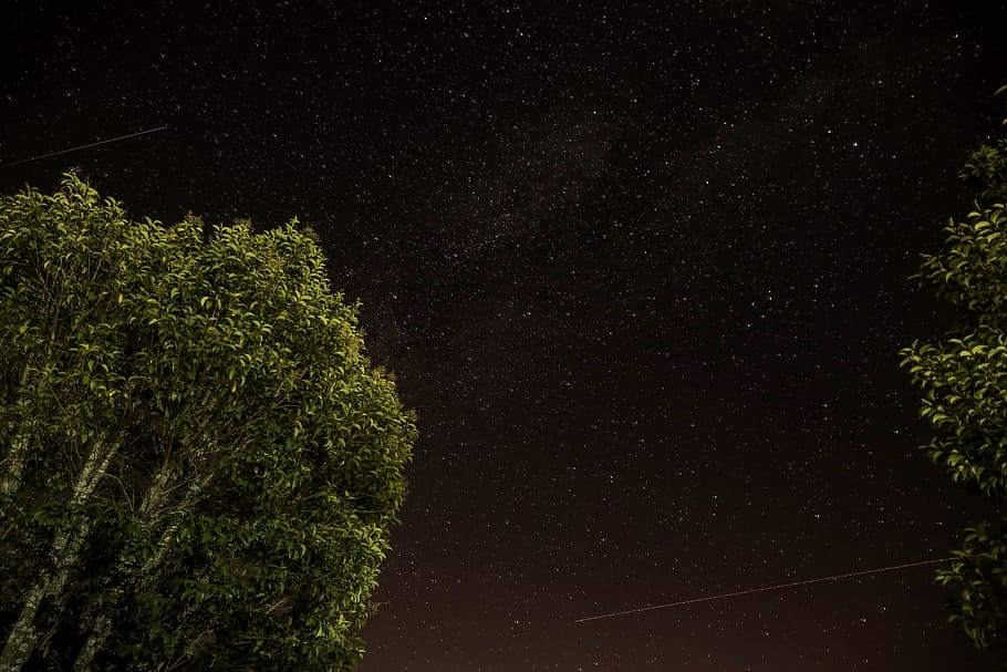 low angle view of green leafed trees, green leaf trees under starry night HD wallpaper