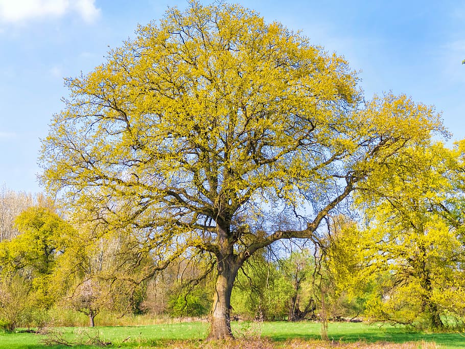 Nature, Old, Green Tree, old tree, landscape, log, autumn, leaf HD wallpaper