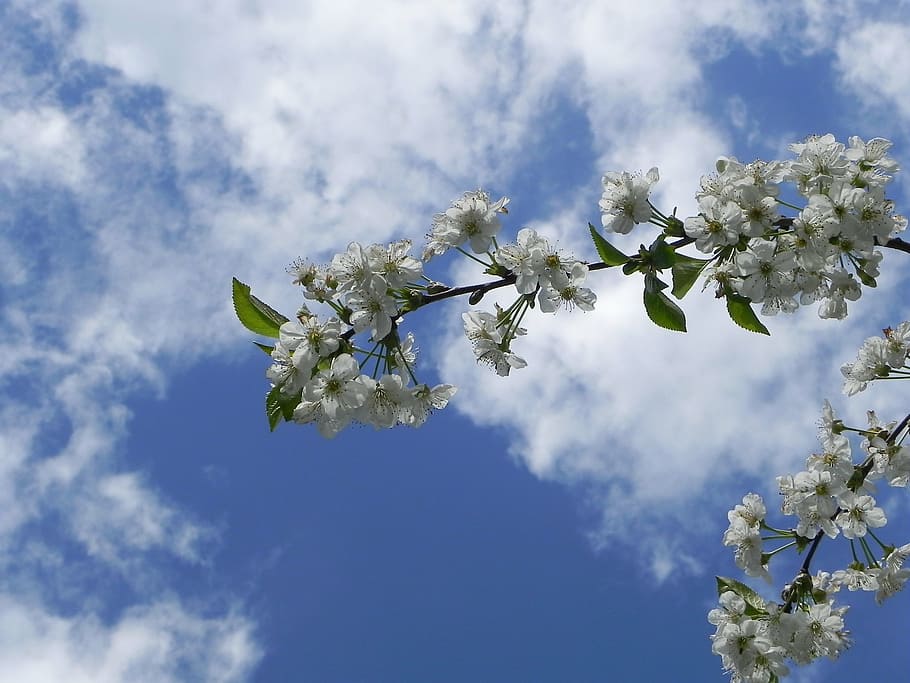 cherry blossom, summer, spring, sun, flower, garden, white blossom HD wallpaper