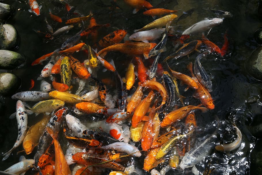carp, provence, paju, fish, animal, group of animals, water HD wallpaper