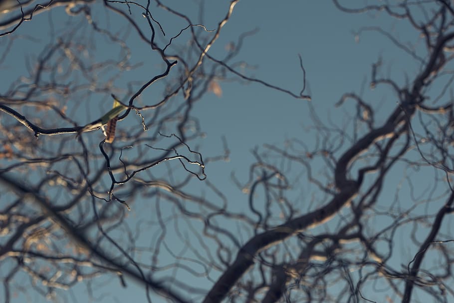 gray bare tree under blue sky in low angle photography, low angle photography of bare-tree at daytime HD wallpaper