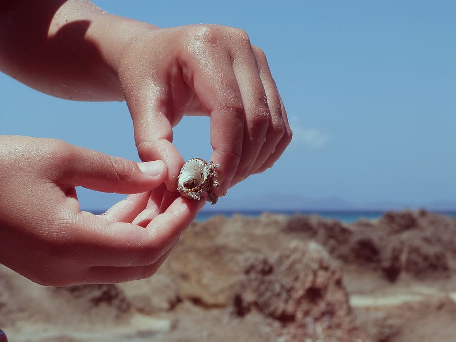 Hand, Shell, Sea, hand shell, human hand, human body part, outdoors HD wallpaper