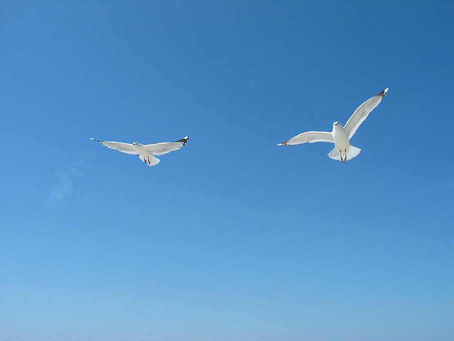 sky, gulls, summer, dom, blue, bird, fly, holiday, flying, spread wings HD wallpaper