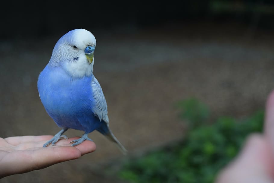 parakeet, cute, bird, blue, human hand, human body part, human finger HD wallpaper