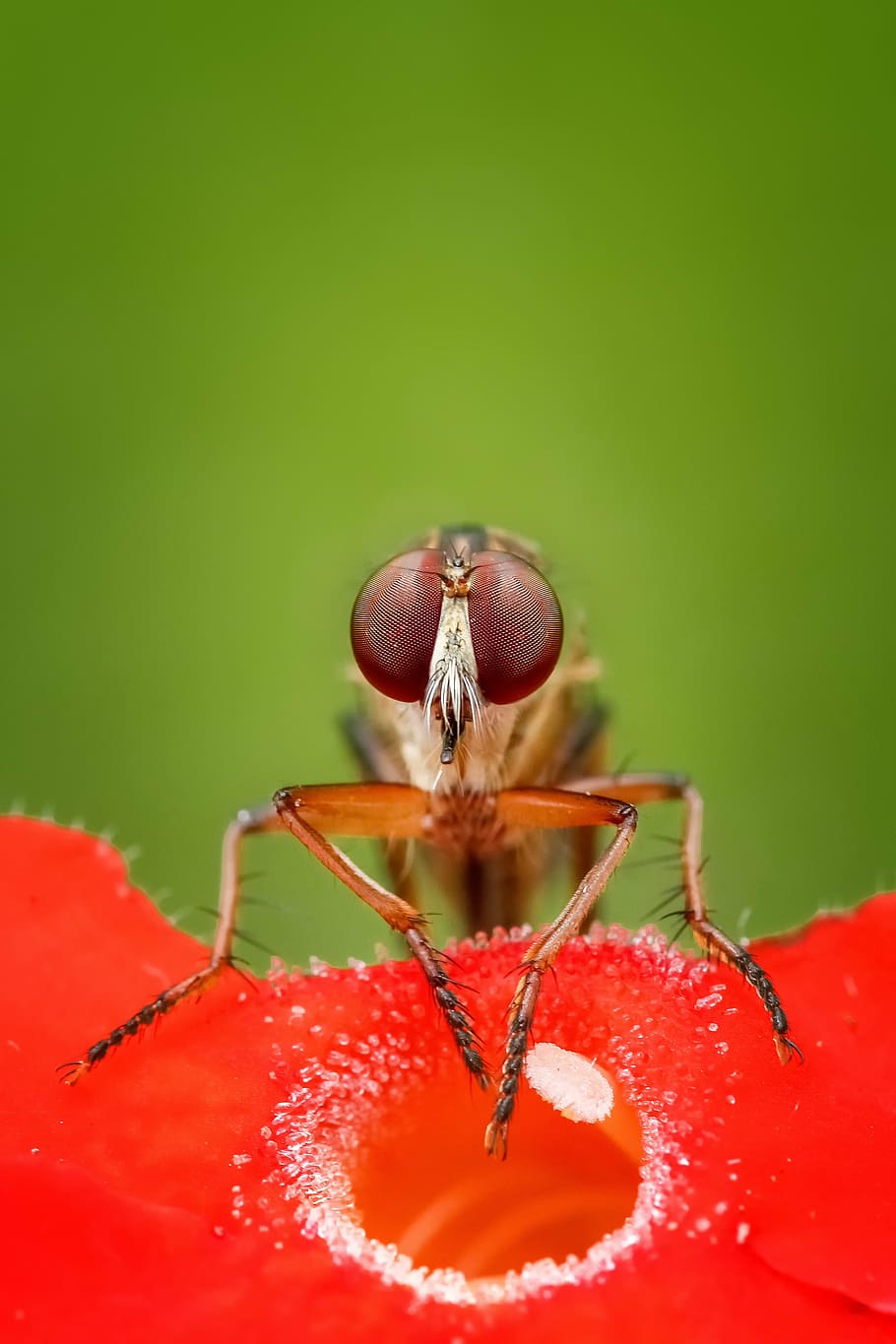 brown insect, robberfly, macro, animal, wildlife, detailed HD wallpaper