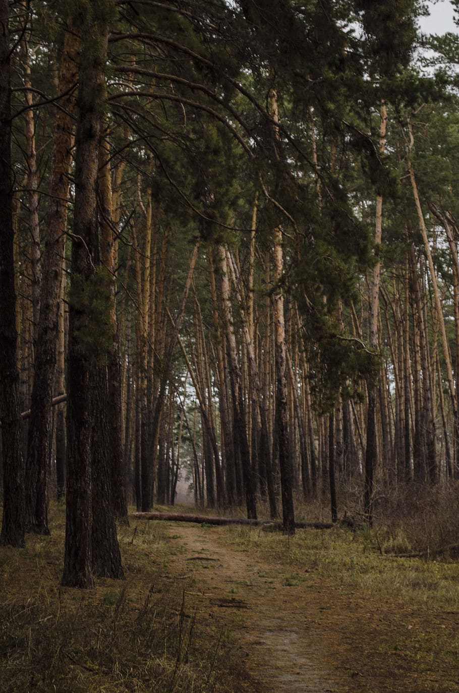sosnovyi bor, pine, path, branch, landscape, pine forest, coniferous forest, HD wallpaper