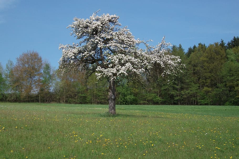 tree, flowers, apple blossom, bloom, spring, white, beautiful HD wallpaper